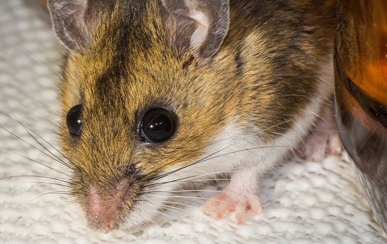 Regional Wildlife Eugene Pest Control